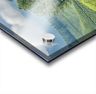 Trees Through the Tea Acrylic print