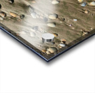 Seashells in the Sand Acrylic print