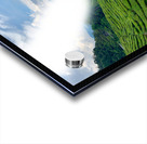 Tea Plantations 8 Acrylic print