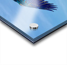 Macaws Acrylic print