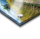 Vagabond Dog Acrylic print