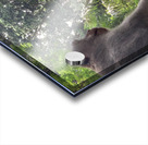 Monkeys on the Roof Acrylic print