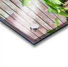 Plants Growing on the Side of the House Acrylic print