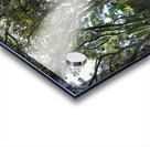 Trees Roots Jeju South Korea Acrylic print