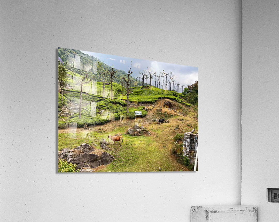 Toy Train Tea Plantations Acrylic Print