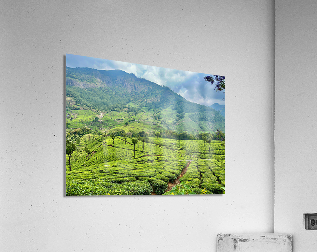 Tea Plantations 2 Acrylic Print