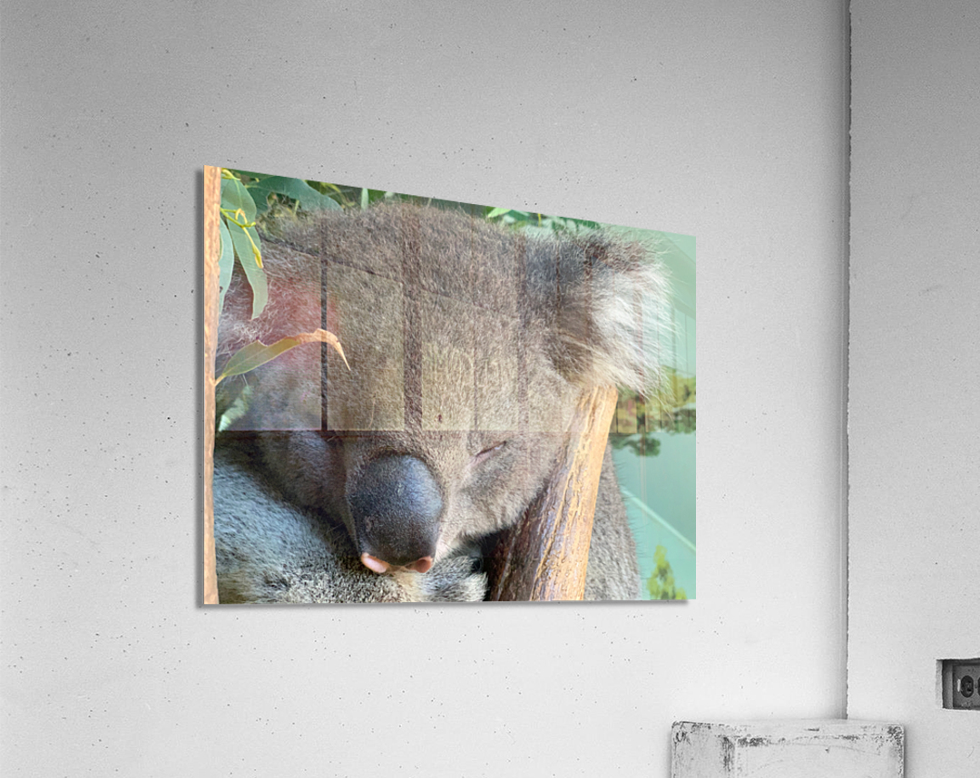 Sleep Well Koala Acrylic Print