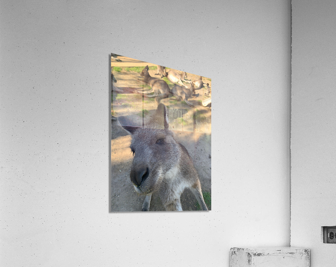 Kangaroo Selfie Acrylic Print