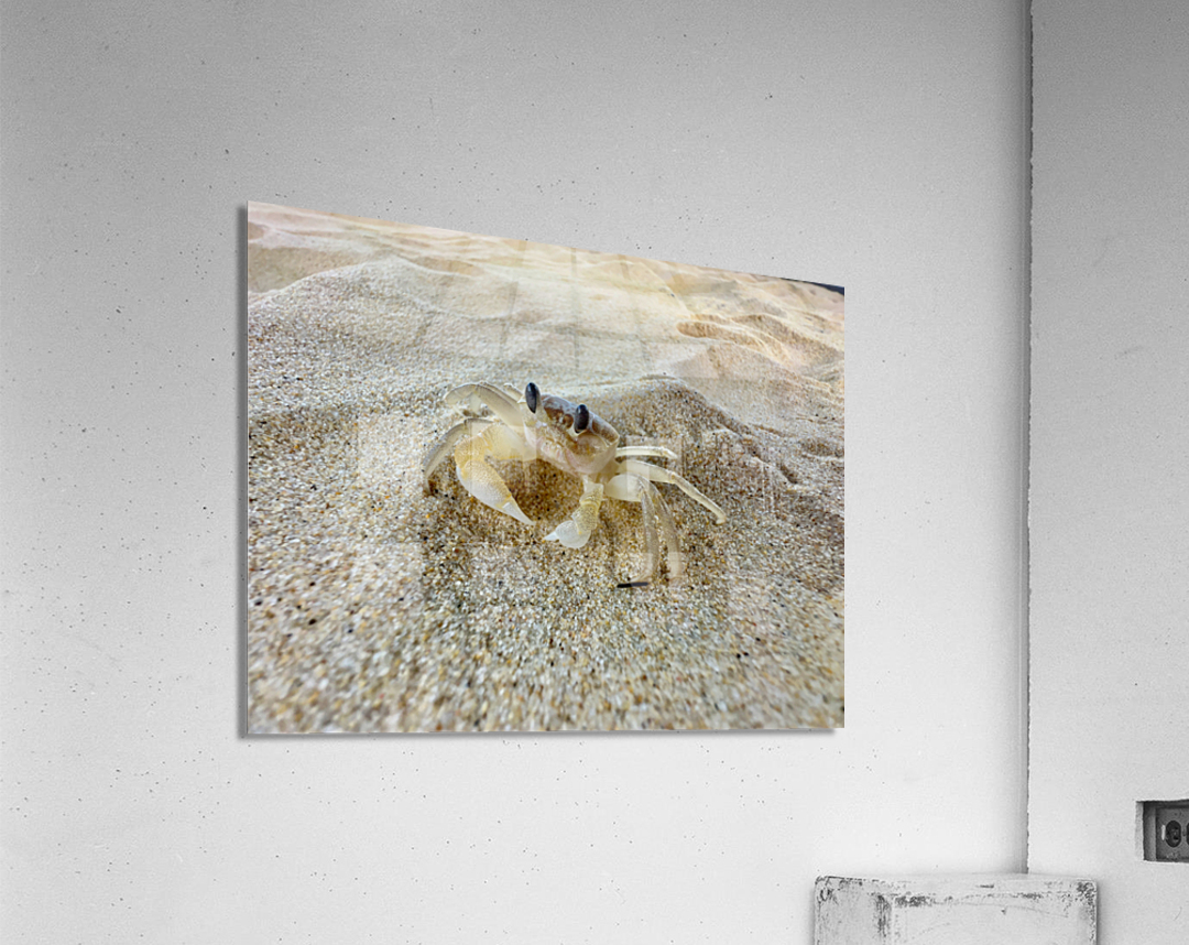 Crab on the Beach 2 Acrylic Print