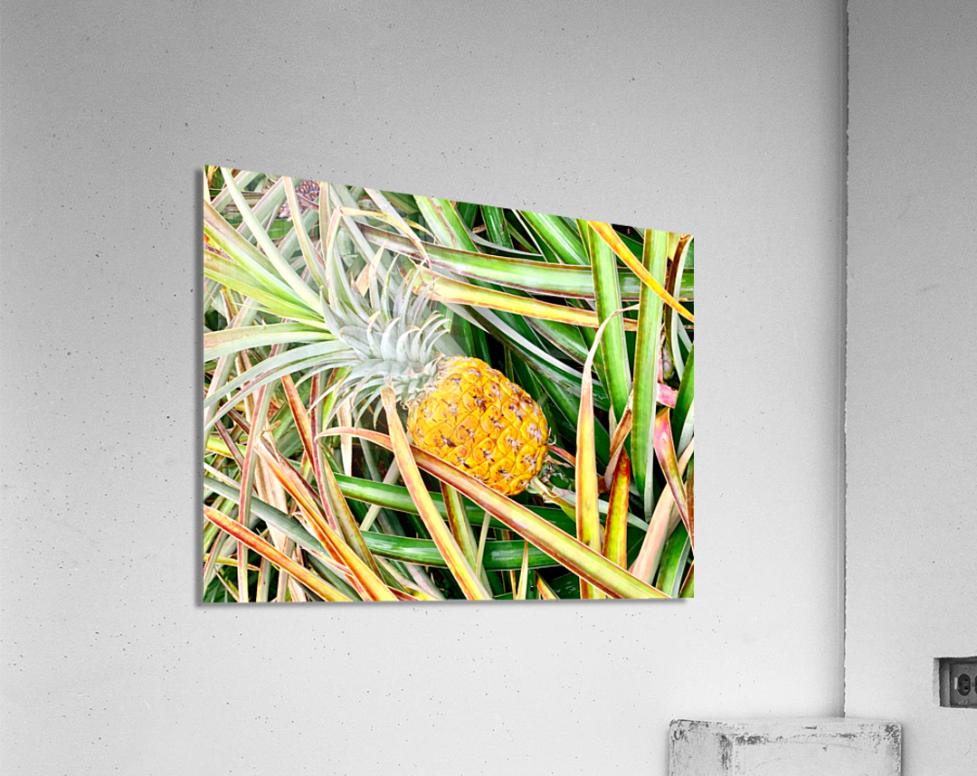 Pineapple Growing Acrylic Print