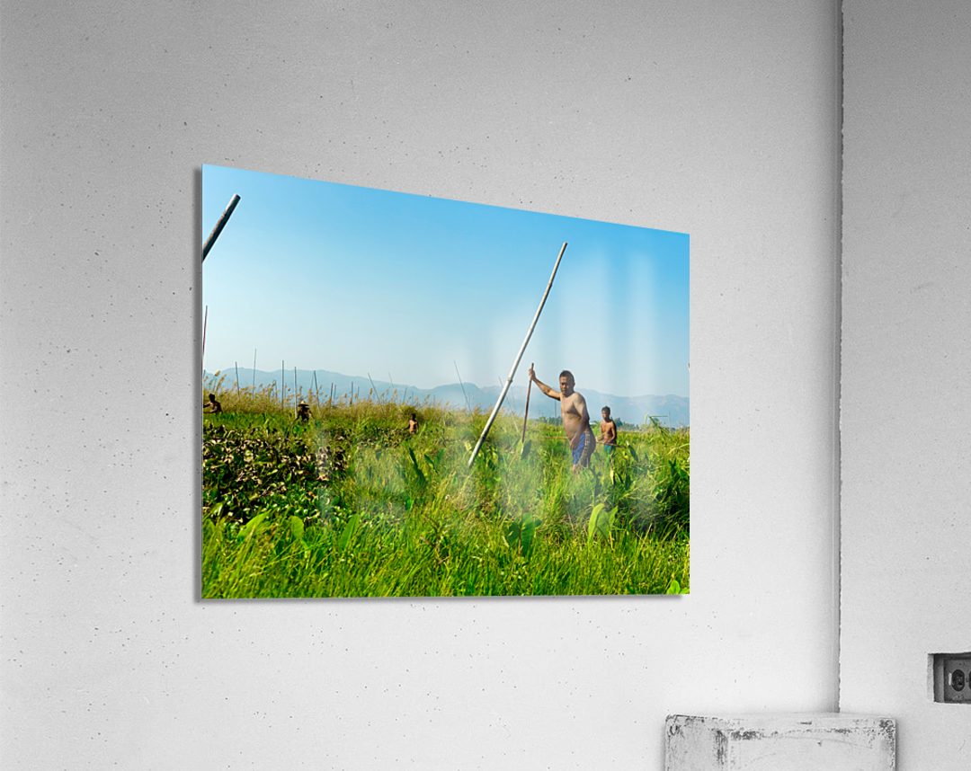 Working in the Field Acrylic Print