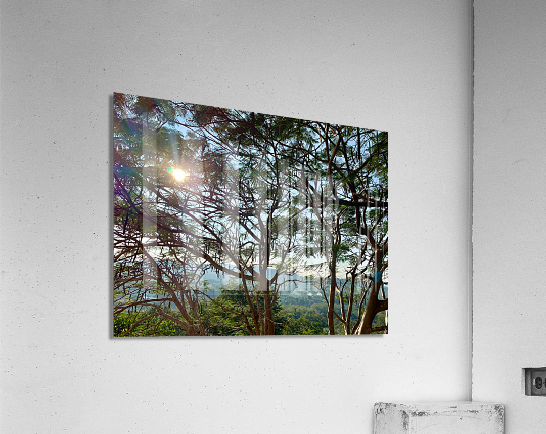 Sun Through the Tree Acrylic Print