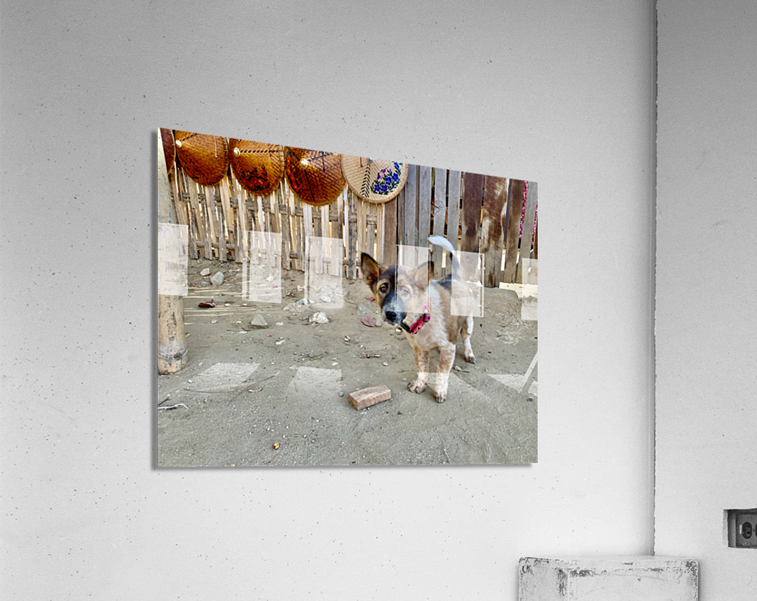 Sad Puppy Acrylic Print