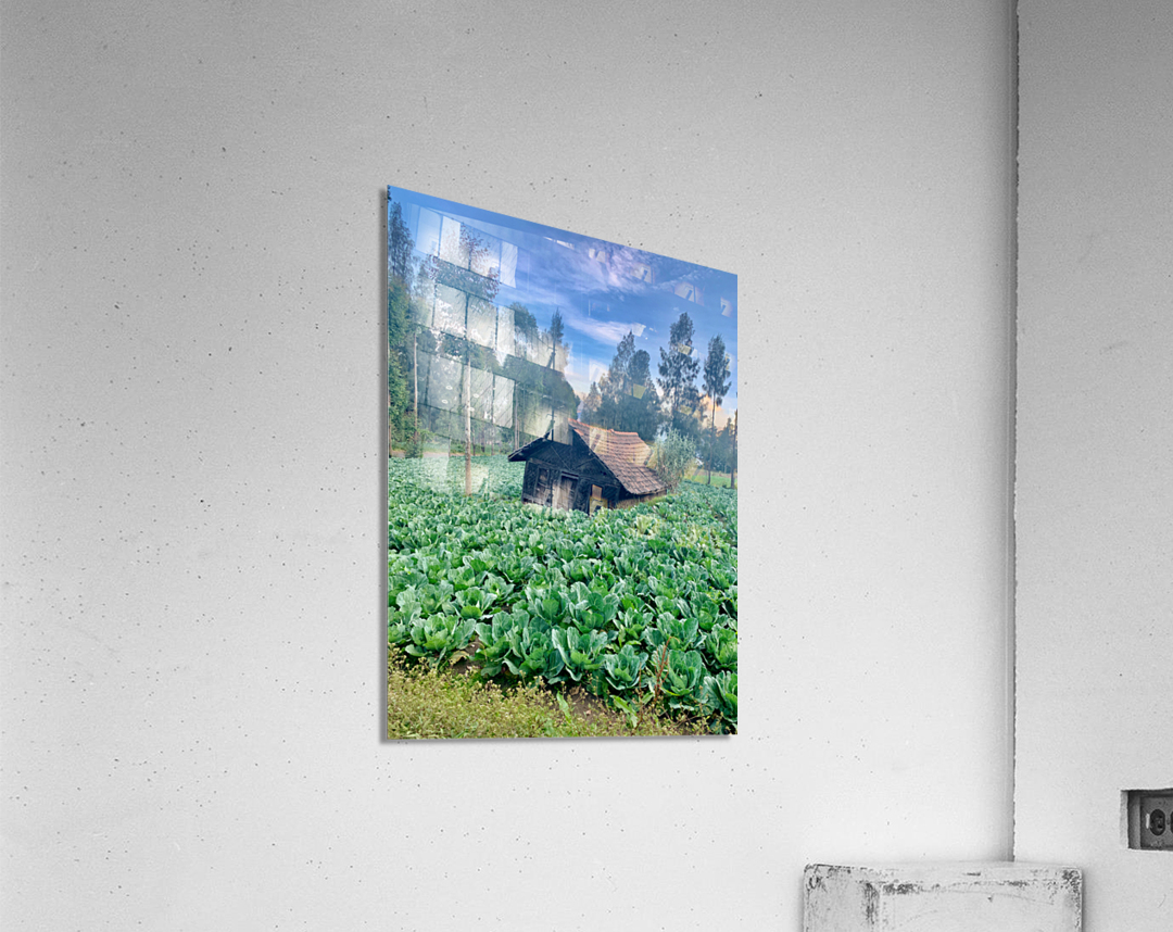 Little Cabbage House Acrylic Print