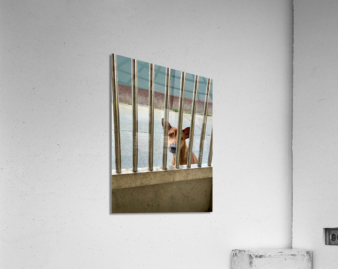Sad Dog Behind Bars Acrylic Print