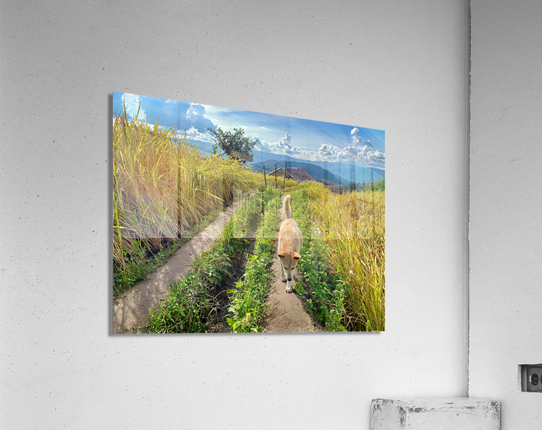 Vagabond Dog Acrylic Print