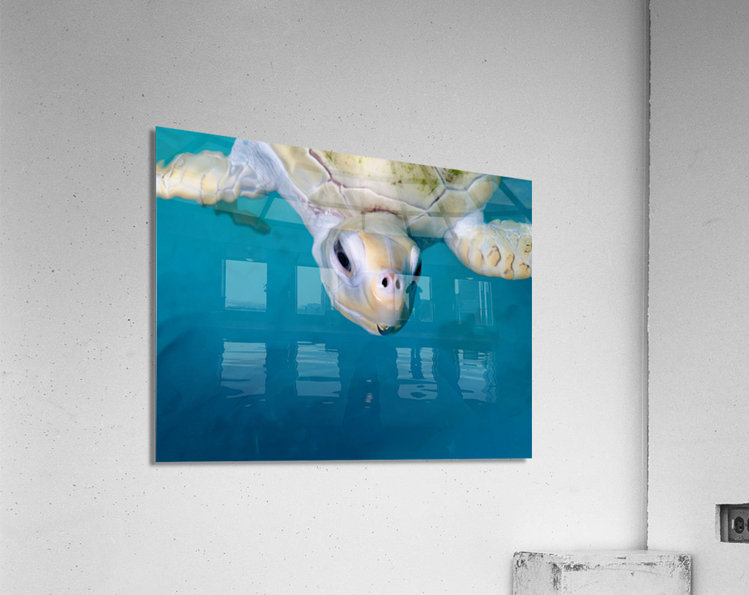 The White Turtle Acrylic Print