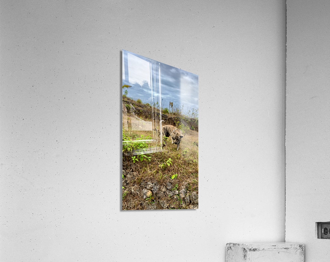 Dog in the Field Acrylic Print