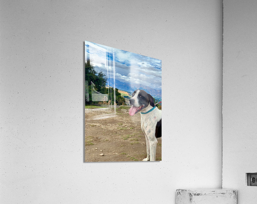 Dog on Mount Iron New Zealand Acrylic Print
