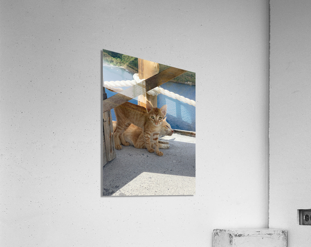 Kitties with a View Acrylic Print