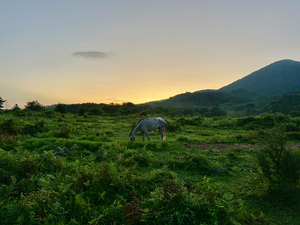A Horse at Sunrise Jeju South Korea