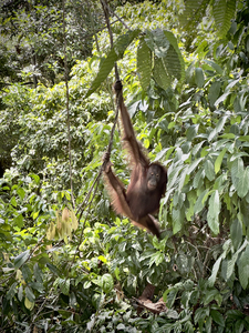 Kabili Sepilok Forest Reserve Orangutans 1