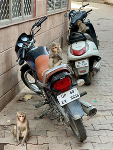 Monkey Bikers