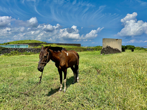 Seopjikoji Jeju South Korea 3