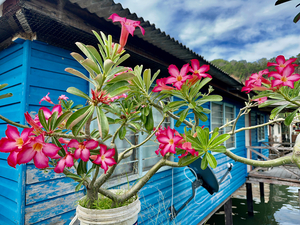 Sim Sim Traditional Floating Village in Sandakan 9