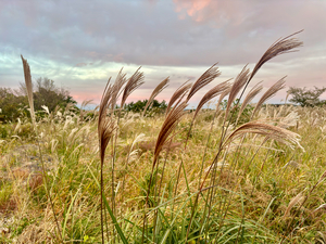 Stone Park Jeju South Korea 10