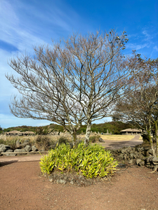 Stone Park Jeju South Korea 5