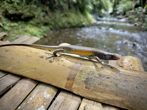 The Lizard Munduk Bali
