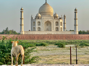 The Taj Mahal Collection 9