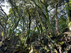 Trees Roots Jeju South Korea
