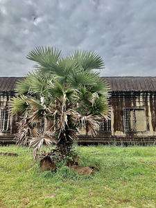 Angkor Wat Temple 16