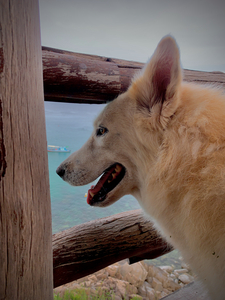 Beatiful White Dog Looking at the Sea