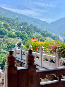 Beautiful Flowers on the Balcony with a View
