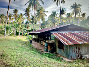 Big Rusty Shack Coconut