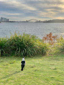 Bird Looking at the Bridge