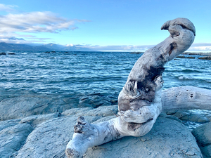 Bird Shaped Wood in Front of the Ocean