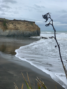 Black Sand on the Coast