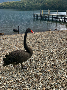 Black Swan by the Lake