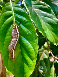 Caterpillar on a Leaf