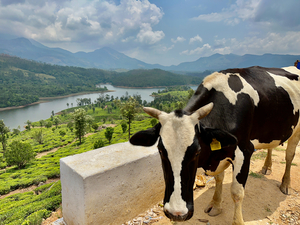 Cow with a View