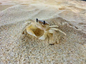 Crab on the Beach 2