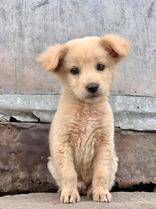 Cutest Puppy Ever Posing