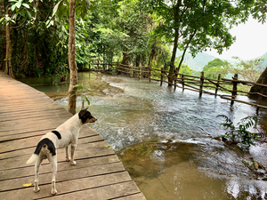 Dog Looking at the Horizon