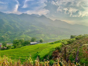 Dreamy Sunset Over the Rice Fields 2