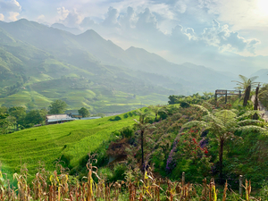 Dreamy Sunset on the Rice Fields