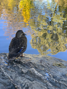 Duck like a Painting